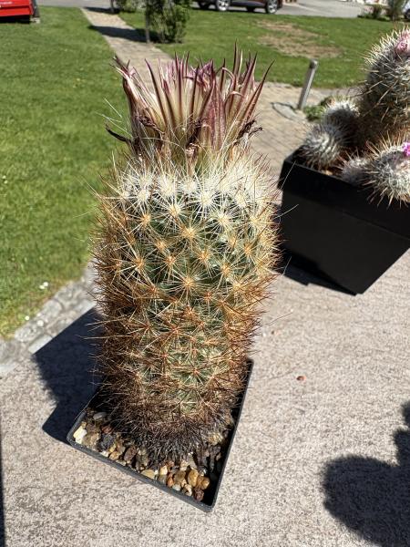 Escobaris roseana